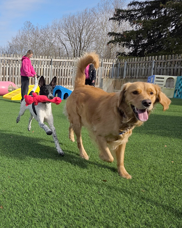 Healthy Socialization